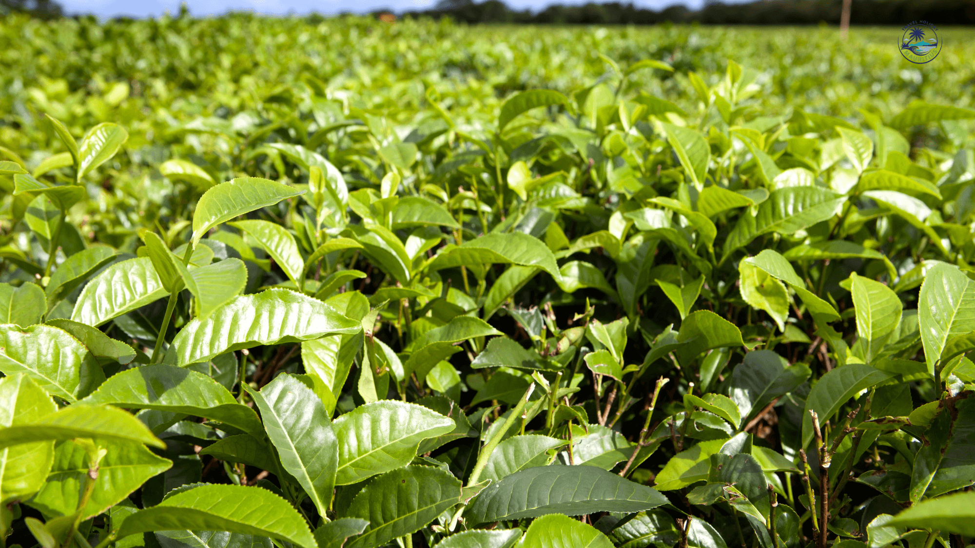 Elegant colonial estate and tea fields along the Mauritius Tea Road itinerary